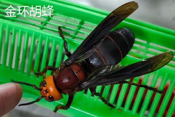 马蜂的种类，常见的有金环胡蜂、黑尾胡蜂等