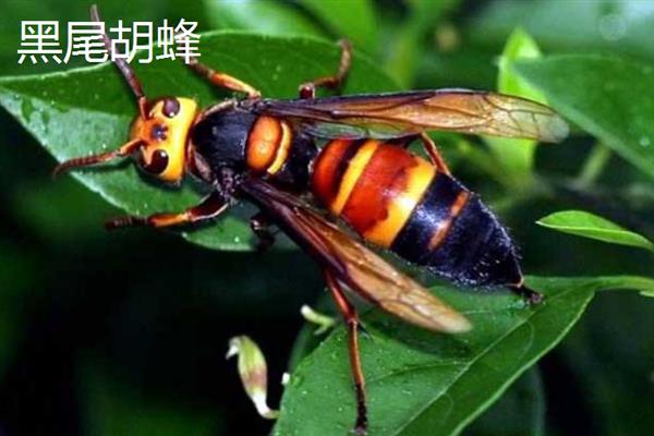 马蜂的种类，常见的有金环胡蜂、黑尾胡蜂等