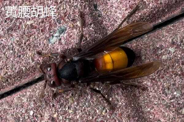马蜂的种类，常见的有金环胡蜂、黑尾胡蜂等