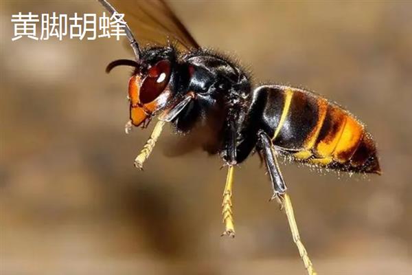 马蜂的种类，常见的有金环胡蜂、黑尾胡蜂等