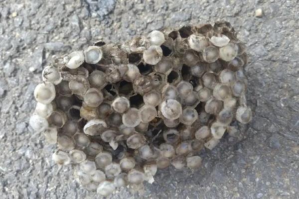 马蜂的种类，常见的有金环胡蜂、黑尾胡蜂等