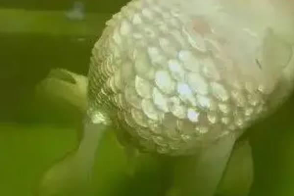 鱼鳞炸起来的治疗方法，需要根据病因来治疗