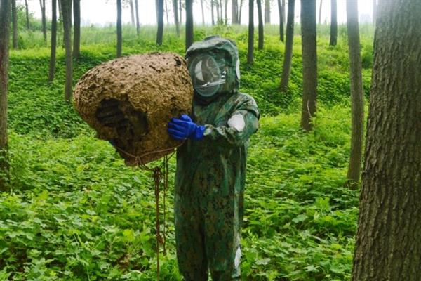 马蜂的种类，常见的有金环胡蜂、黑尾胡蜂等