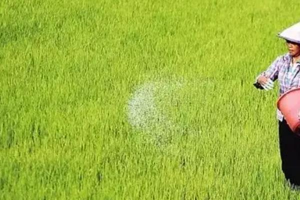 水稻青枯病如何防治，应选用抗旱力强的品种