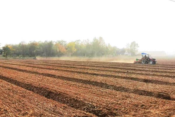 藜蒿怎么种植，将种子与细土拌匀再播种