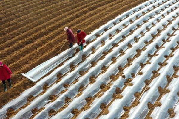 藜蒿怎么种植，将种子与细土拌匀再播种