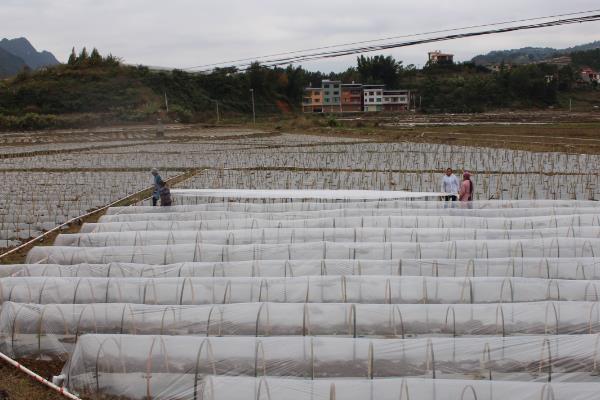 藜蒿怎么种植，将种子与细土拌匀再播种