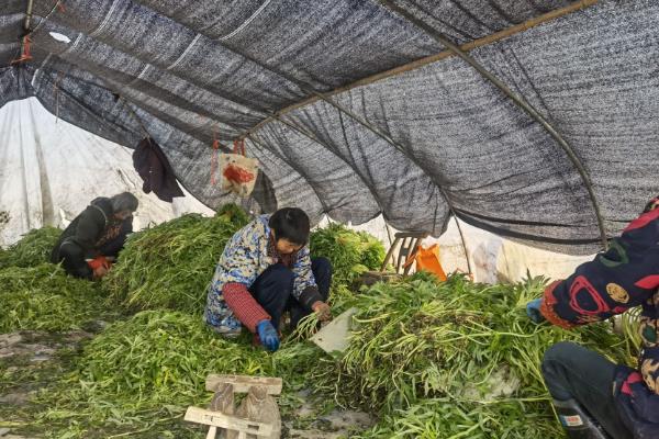 藜蒿怎么种植，将种子与细土拌匀再播种