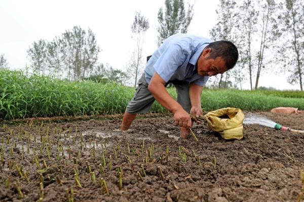 藜蒿怎么种植，将种子与细土拌匀再播种