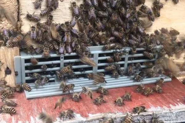 养蜂的方法，采取奖励饲喂可加快蜂群繁殖