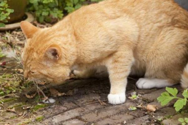 猫咪呕吐毛球的症状，表现为呕吐物中混有少许或大量的毛发