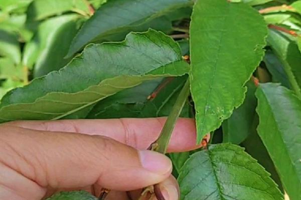 如何区别车厘子树苗的真假，从叶片、树干、花朵进行分辨