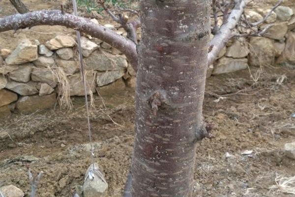 如何区别车厘子树苗的真假，从叶片、树干、花朵进行分辨