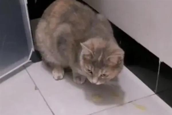 猫咪呕吐毛球的症状，表现为呕吐物中混有少许或大量的毛发