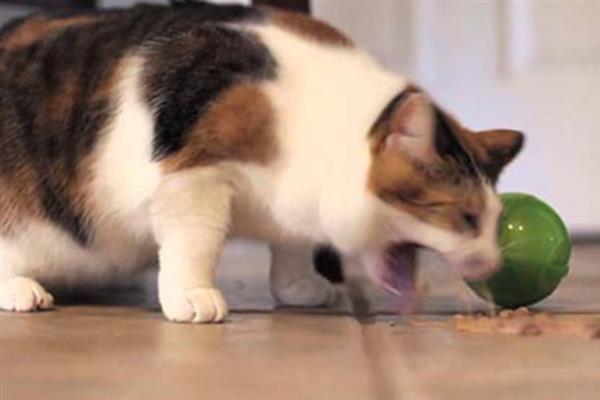 猫咪呕吐毛球的症状，表现为呕吐物中混有少许或大量的毛发