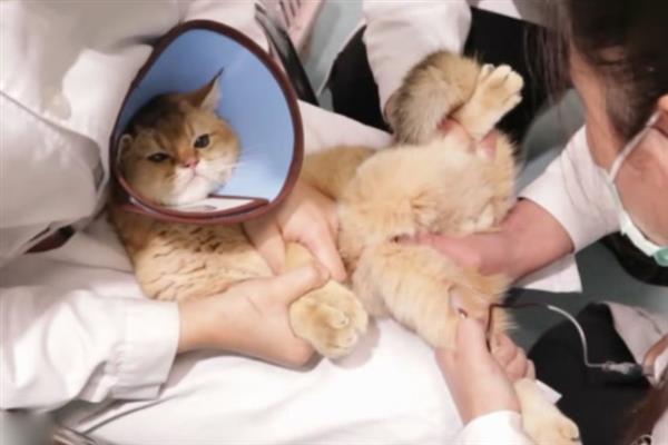 猫咪呕吐毛球的症状，表现为呕吐物中混有少许或大量的毛发