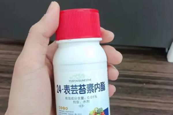 芸苔素内酯多久喷一次，始花期、幼果期、果实膨大期各喷施1次