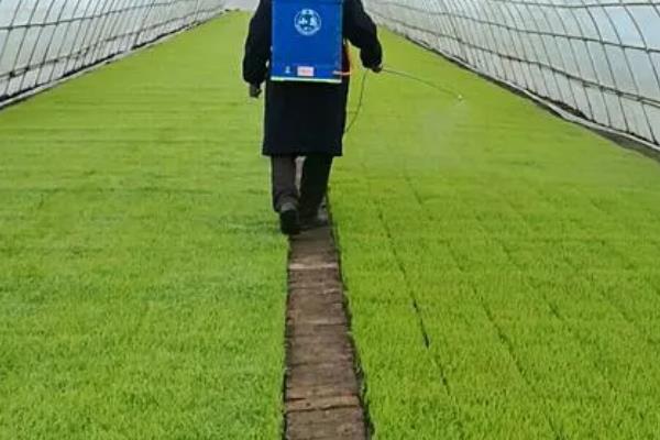 芸苔素内酯多久喷一次，始花期、幼果期、果实膨大期各喷施1次
