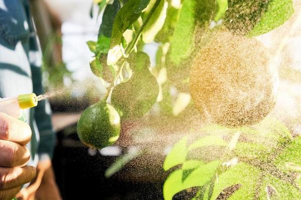 芸苔素内酯多久喷一次，始花期、幼果期、果实膨大期各喷施1次