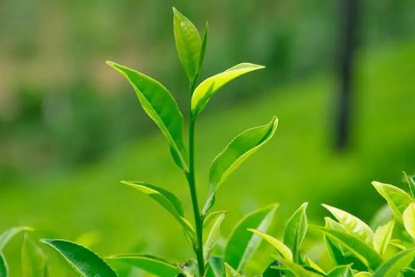 芸苔素内酯多久喷一次，始花期、幼果期、果实膨大期各喷施1次