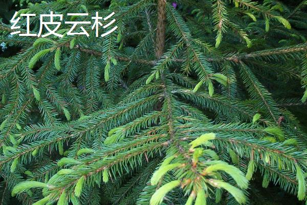 云杉的外观特征，主枝的叶片呈辐射伸展状