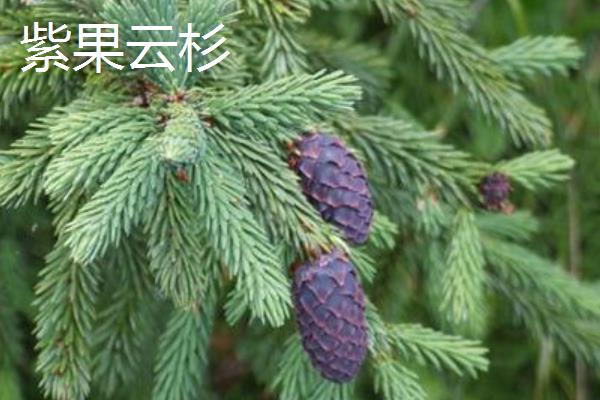 云杉的外观特征，主枝的叶片呈辐射伸展状