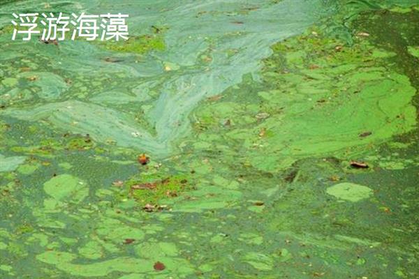 草金鱼能长多大，最长可达50厘米