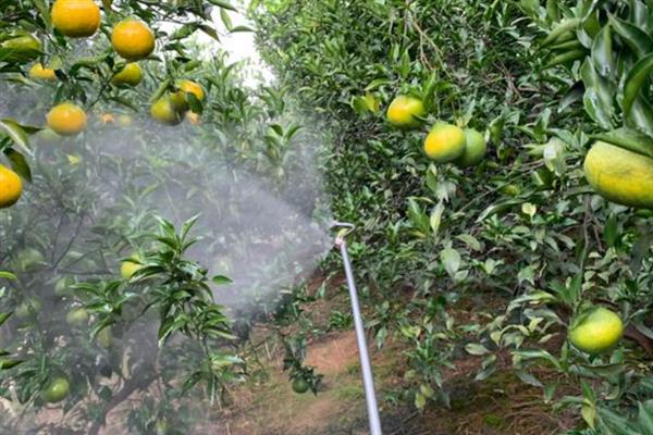 螺虫乙酯杀什么虫，可有效防治各种刺吸式口器害虫