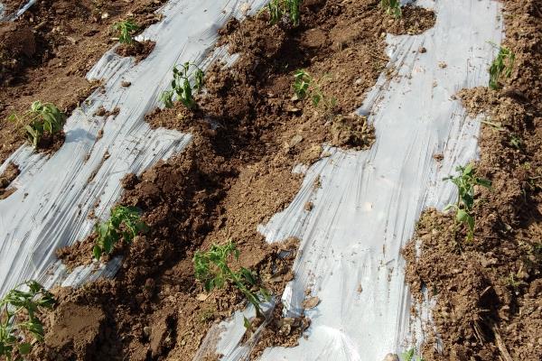 种辣椒不用地膜行吗，地温在15℃以上可以不用