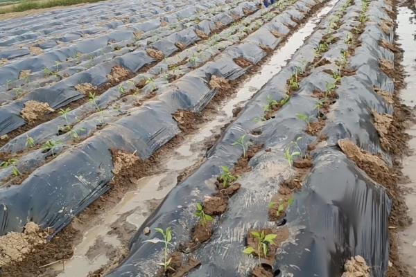 种辣椒不用地膜行吗，地温在15℃以上可以不用