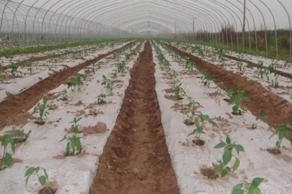 种辣椒不用地膜行吗，地温在15℃以上可以不用