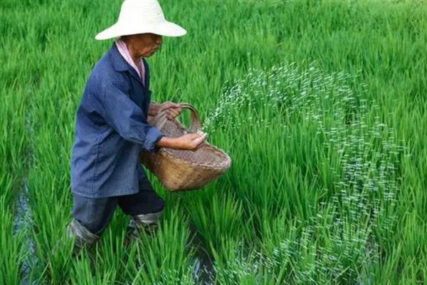 怎么提高氮肥的有效利用率，可采取以下7种措施