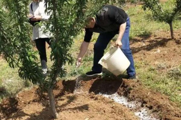 怎么提高氮肥的有效利用率，可采取以下7种措施