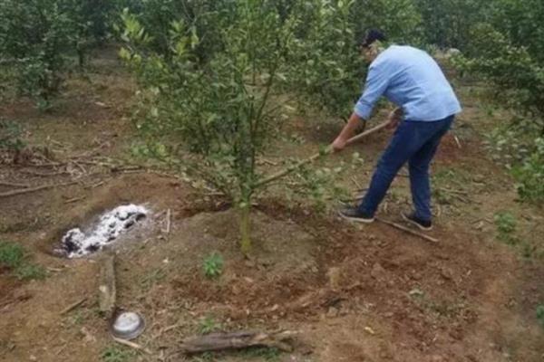 怎么提高氮肥的有效利用率，可采取以下7种措施