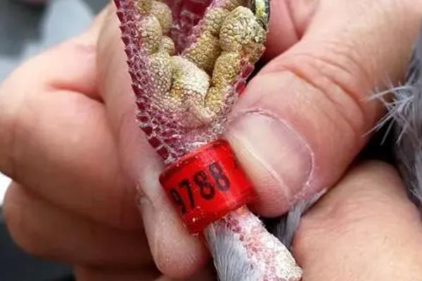 信鸽的特比环有哪些，主要包括主环、主副环、专制环