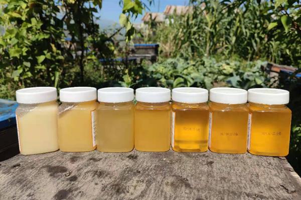 正宗椴树蜜的外观，呈水白色透明粘稠状、具有油脂光泽