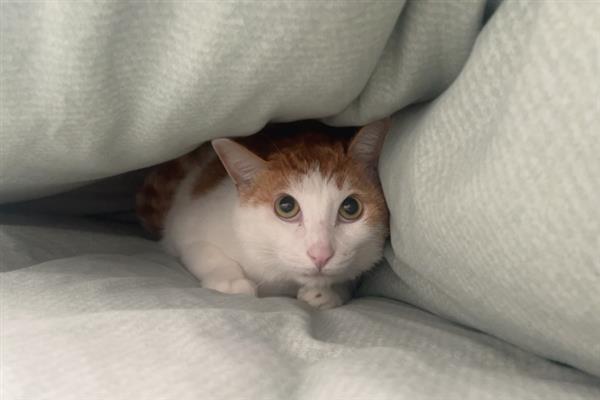 猫咪不给配种的原因，可能是母猫不处于发情期