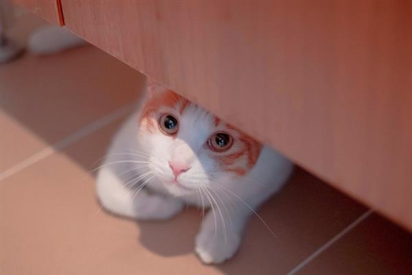 猫咪不给配种的原因，可能是母猫不处于发情期