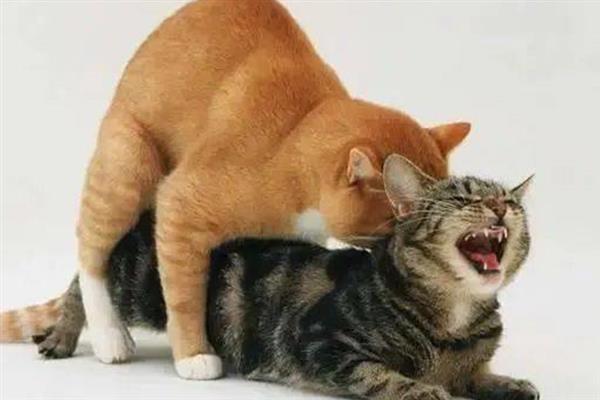 猫咪不给配种的原因，可能是母猫不处于发情期
