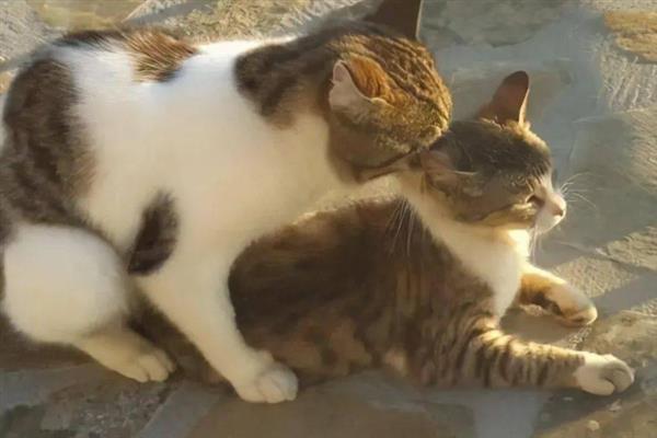 猫咪不给配种的原因，可能是母猫不处于发情期
