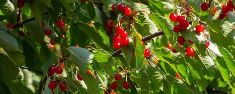 为什么樱桃树结果后果子会萎缩,可能是缺少水分或养分不足所致