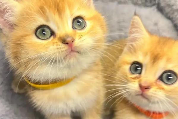 猫咪是不是天生胆小，胆小是受到幼年经历的影响并非天生