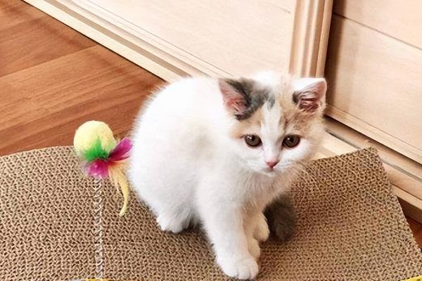 猫咪是不是天生胆小，胆小是受到幼年经历的影响并非天生