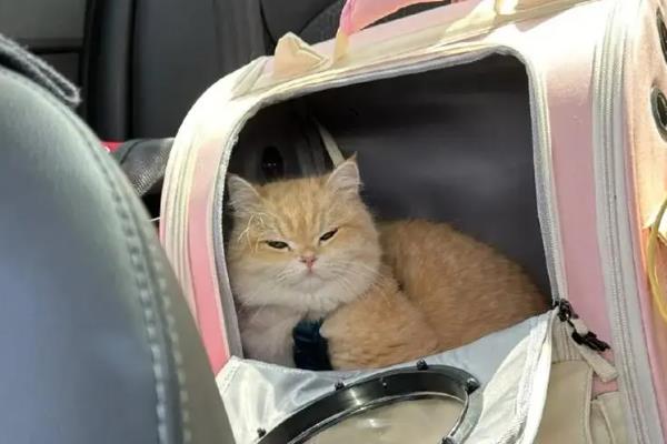 猫咪是不是天生胆小，胆小是受到幼年经历的影响并非天生