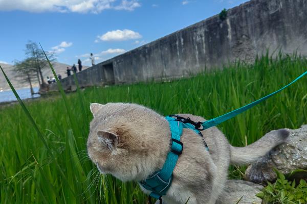 猫咪是不是天生胆小，胆小是受到幼年经历的影响并非天生