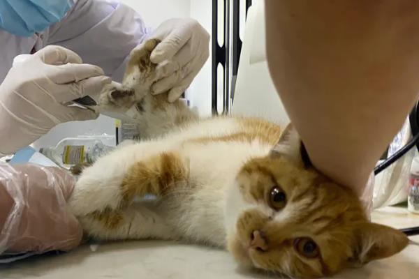 猫咪是不是天生胆小，胆小是受到幼年经历的影响并非天生