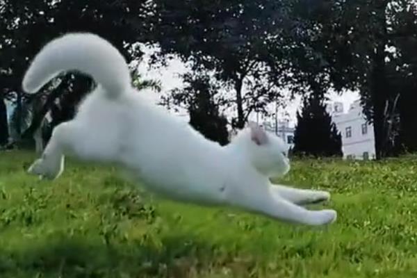 猫咪是不是天生胆小，胆小是受到幼年经历的影响并非天生
