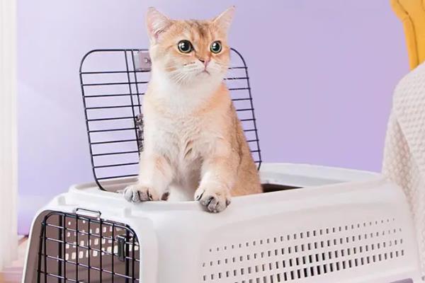 猫咪是不是天生胆小，胆小是受到幼年经历的影响并非天生