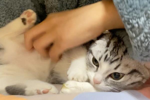 猫咪是不是天生胆小，胆小是受到幼年经历的影响并非天生