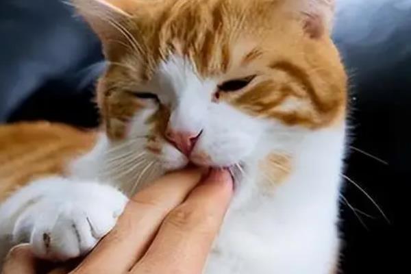 猫咪是不是天生胆小，胆小是受到幼年经历的影响并非天生